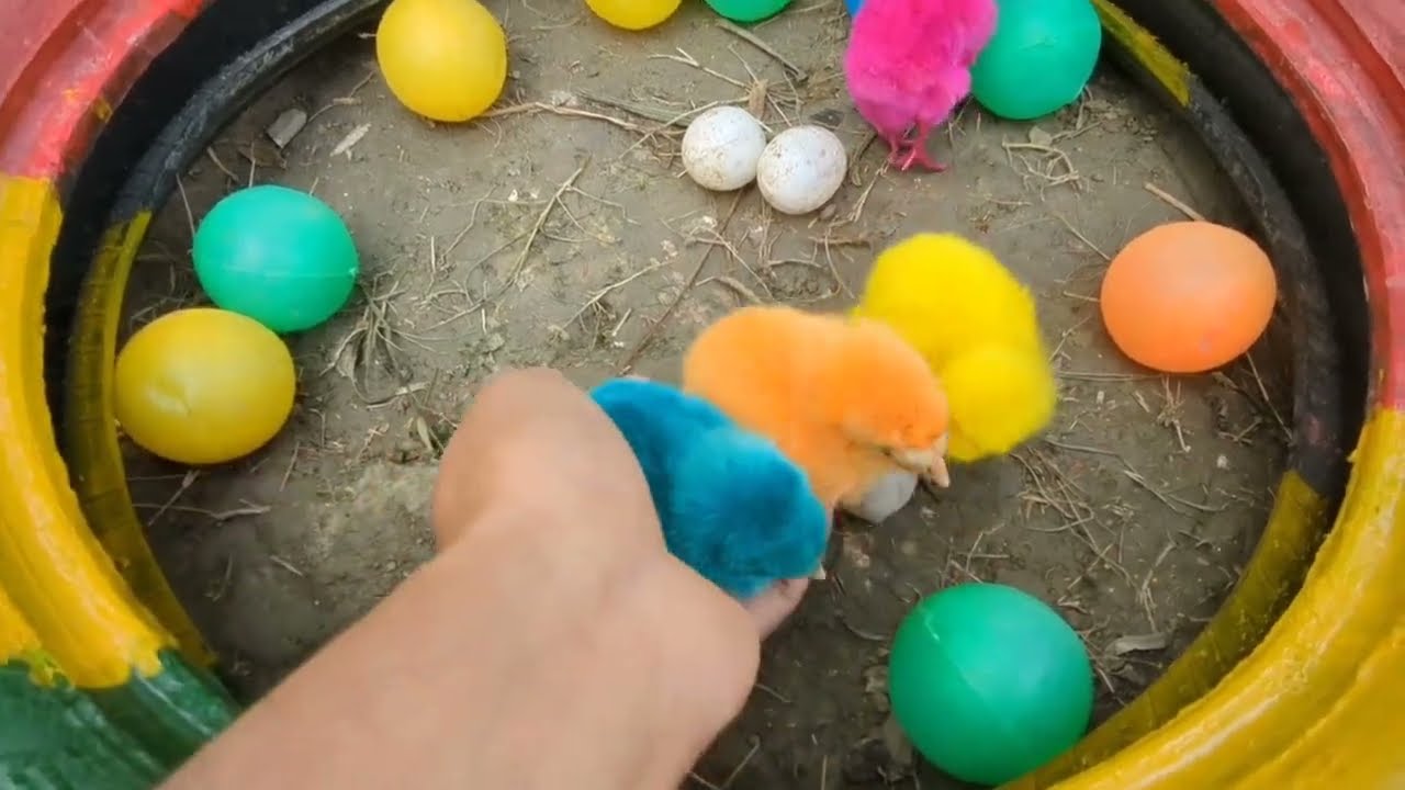 Dingin ! Kelinci, Tangkapan Peternakan Ayam Lucu, Ayam Pelangi Gokil, Kucing Lucu, Bebek #96